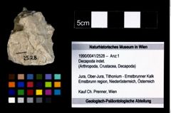 Foto (Objekt + Etikett) von Decapoda indet.  (NHMW-GEO-1990-0041-2528)